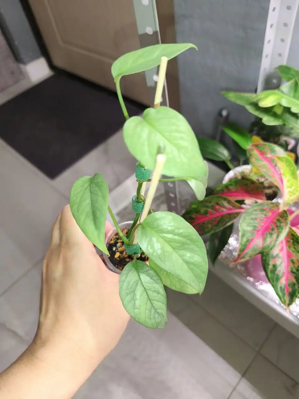 Продажа комнатных растений - Комнатные растения (Хобби и отдых) в Красноярск