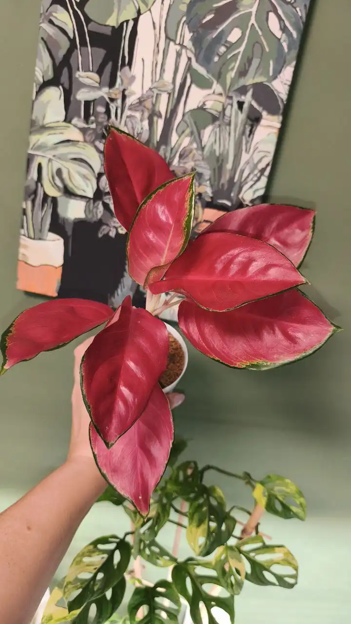 Продажа комнатных растений - Комнатные растения (Хобби и отдых) в Красноярск