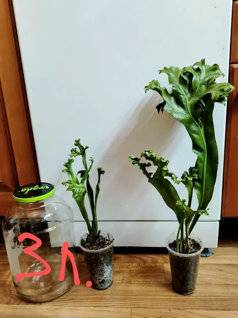 Продажа деленок папоротника Зелёная волна - Комнатные растения в Красноярск