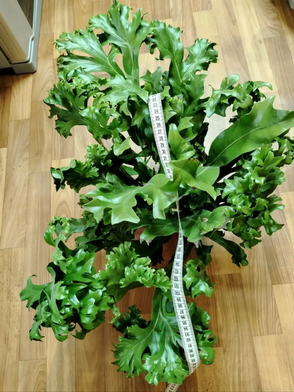 Продажа деленок папоротника Зелёная волна - Комнатные растения (Хобби и отдых) в Красноярск