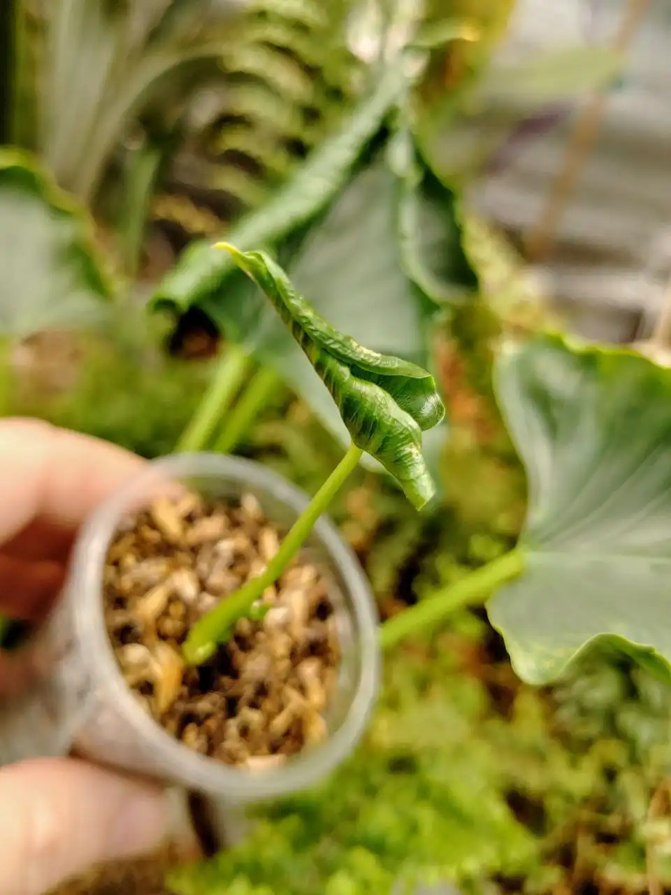 Алоказия Кринкл Триангулярис с двумя листьями - Комнатные растения (Хобби и отдых) в Сосновоборск