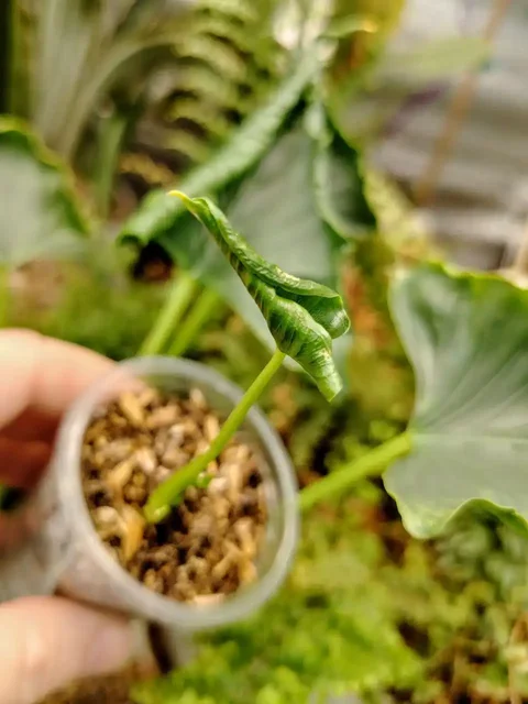 Алоказия Кринкл Триангулярис с двумя листьями - Хобби и отдых в Сосновоборск