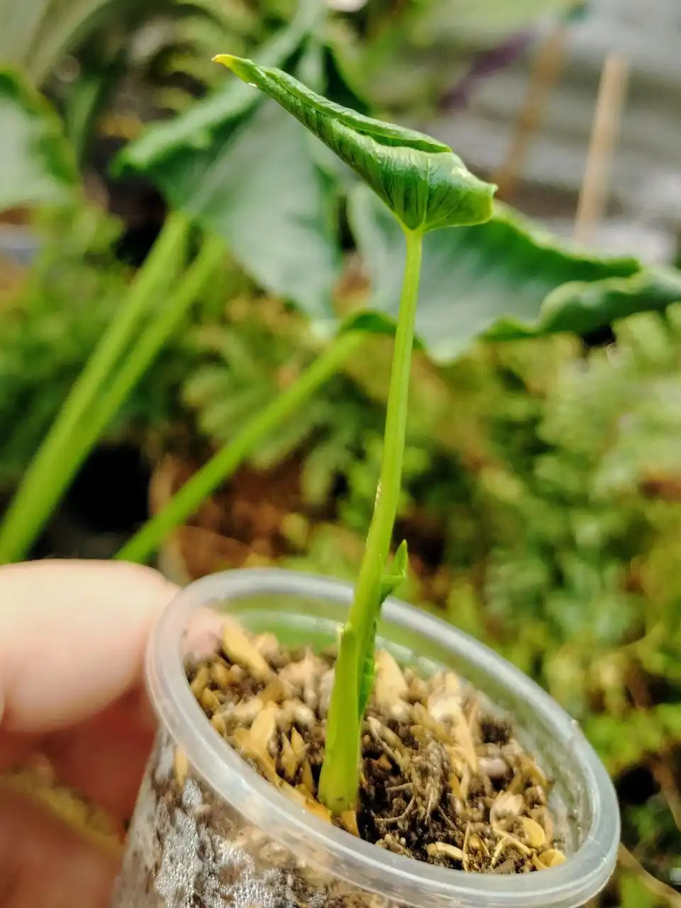 Алоказия Кринкл Триангулярис с двумя листьями - Комнатные растения (Хобби и отдых) в Сосновоборск