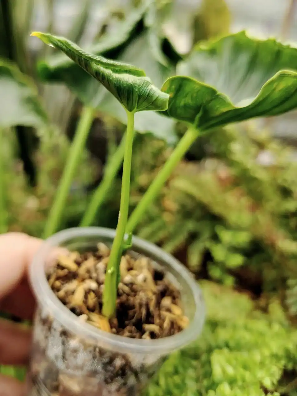 Алоказия Кринкл Триангулярис с двумя листьями - Комнатные растения (Хобби и отдых) в Сосновоборск