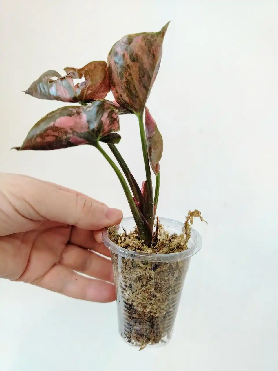 Сингониум Клубничный Лёд Гелакси - Комнатные растения (Барахолка) в Сосновоборск