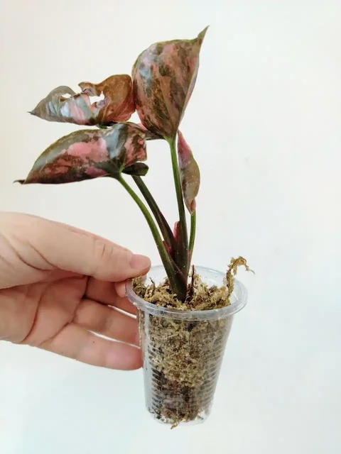 Сингониум Клубничный Лёд Гелакси - частное объявление в Сосновоборск