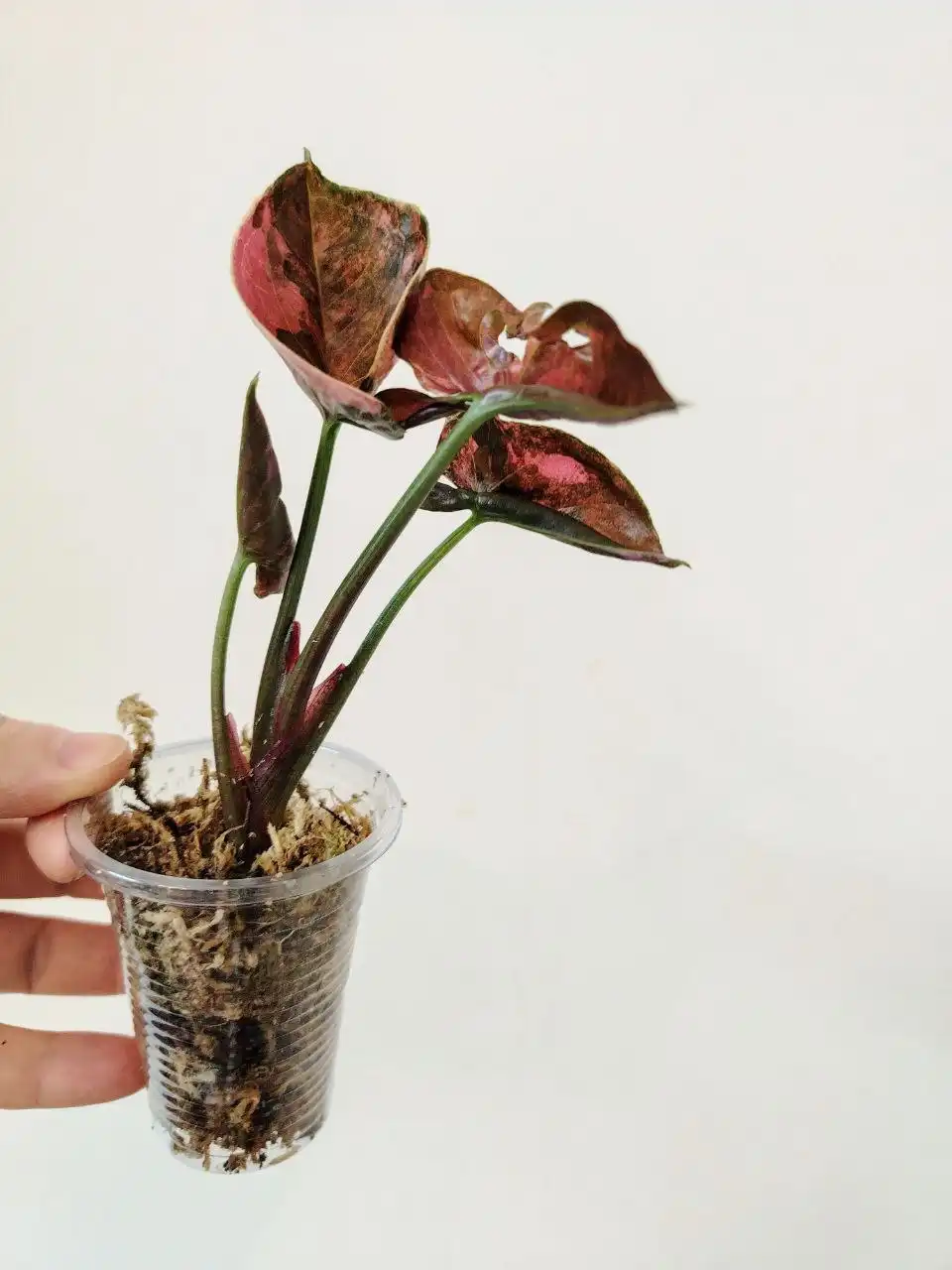 Сингониум Клубничный Лёд Гелакси - Комнатные растения (Барахолка) в Сосновоборск