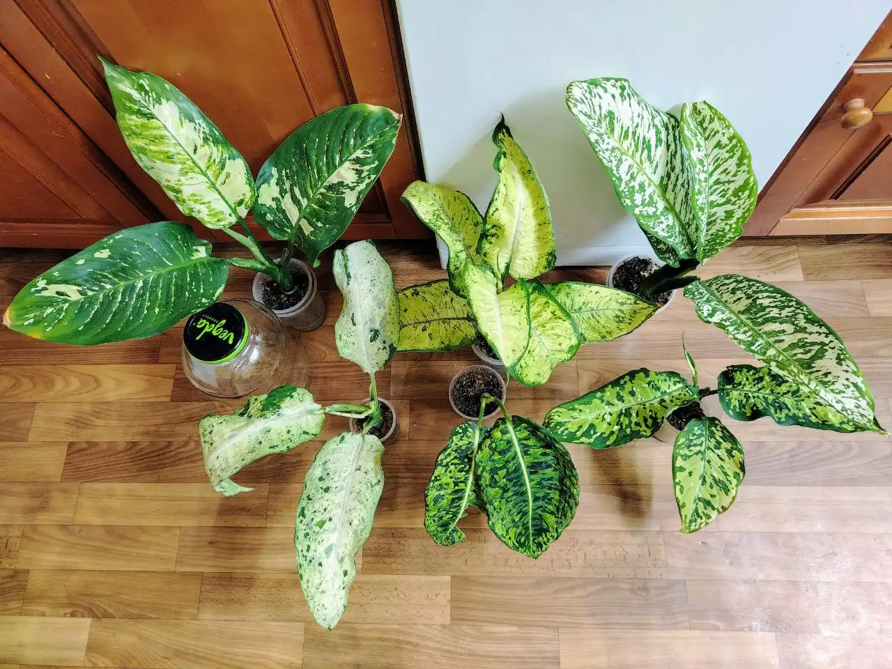 Продажа диффенбахий различных сортов - Комнатные растения (Хобби и отдых) в Красноярск