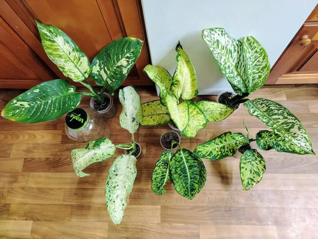 Продажа диффенбахий различных сортов - частное объявление в Красноярск