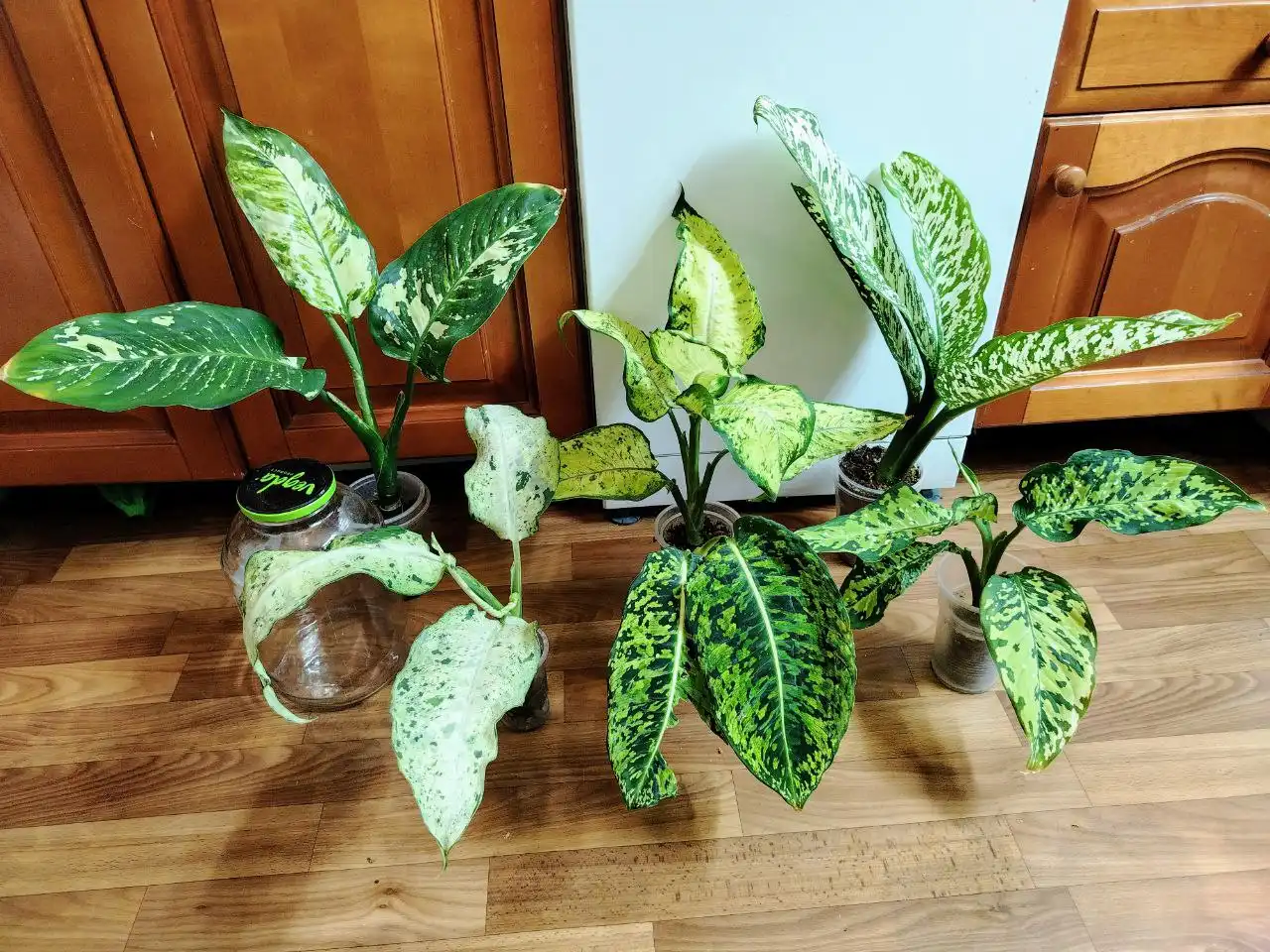 Продажа диффенбахий различных сортов - Комнатные растения (Хобби и отдых) в Красноярск