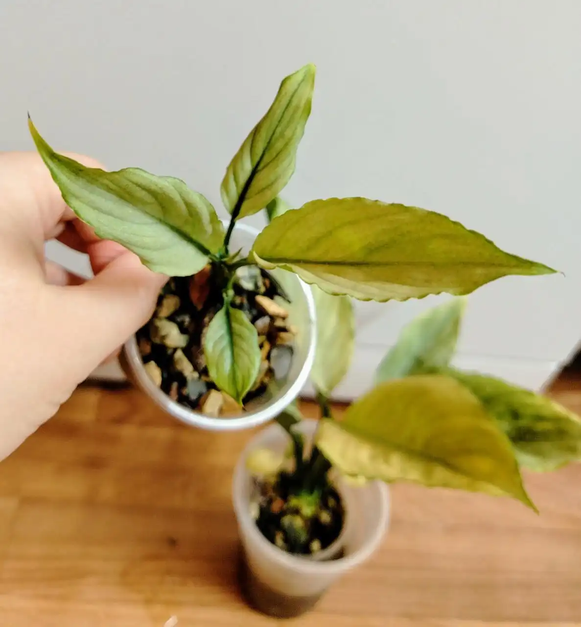 Спатифиллум Сплит Милк Гофра детка в активном росте - Комнатные растения (Хобби и отдых) в Красноярск