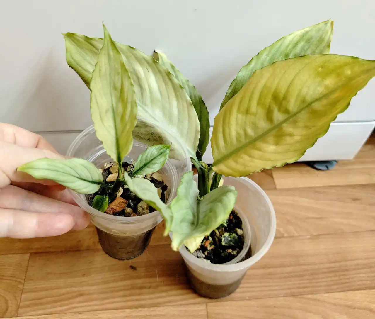 Спатифиллум Сплит Милк Гофра детка в активном росте - Комнатные растения (Хобби и отдых) в Красноярск