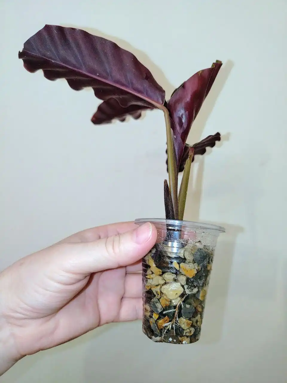 Калатея Гандерси домашняя - Комнатные растения (Хобби и отдых) в Красноярск