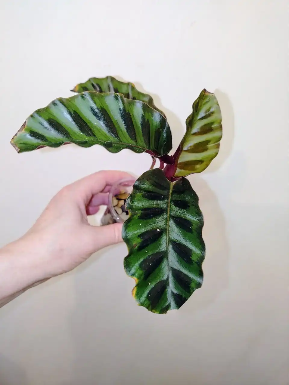 Калатея Гандерси домашняя - Комнатные растения (Хобби и отдых) в Красноярск
