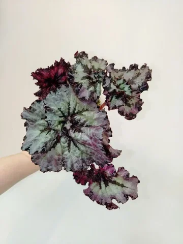 Продажа декоративно-лиственной бегонии Lerex Equilibrium - частное объявление в Красноярск