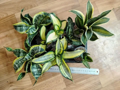 Продажа сансевиерий разных сортов - частное объявление в Красноярск