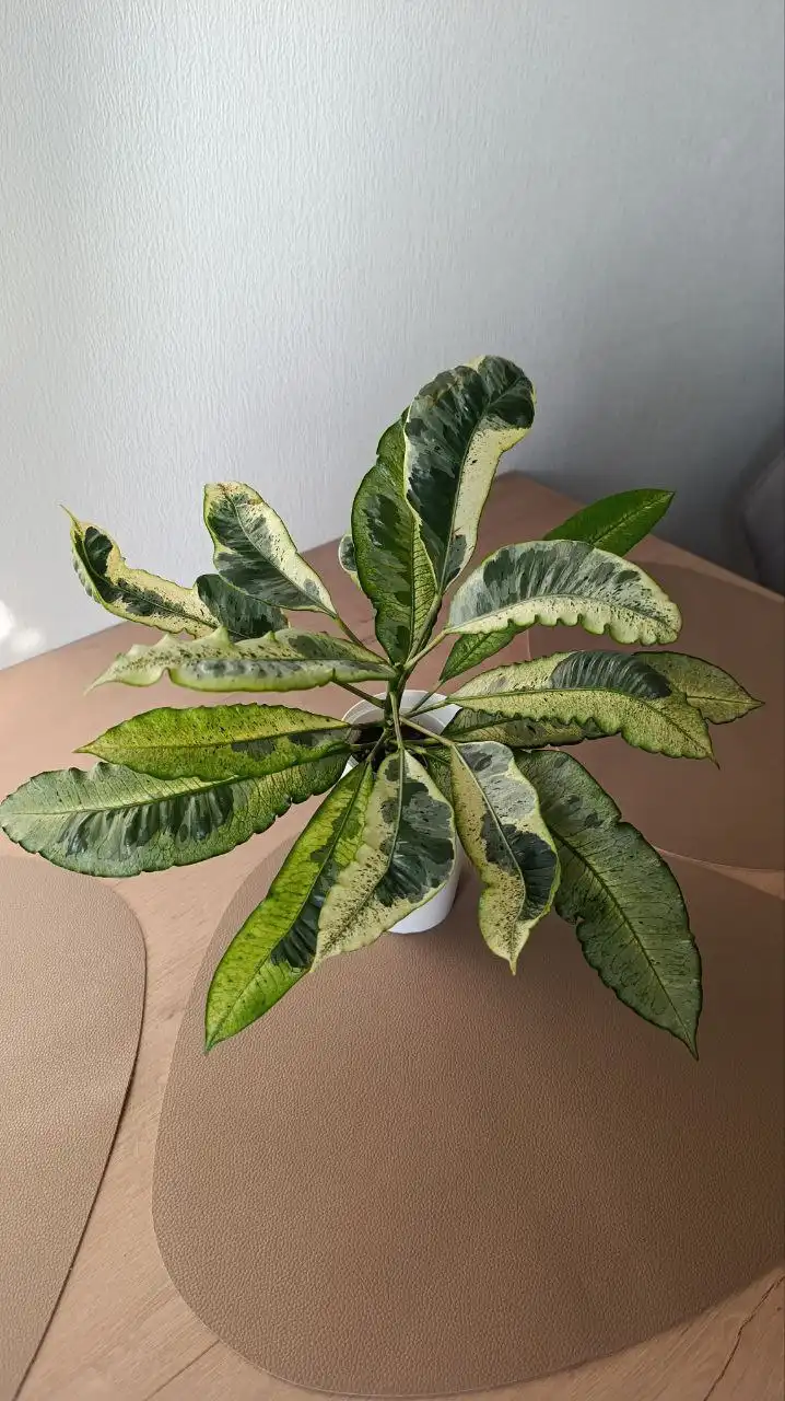 Кротон Тамара комнатное растение - Комнатные растения (Хобби и отдых) в Красноярск