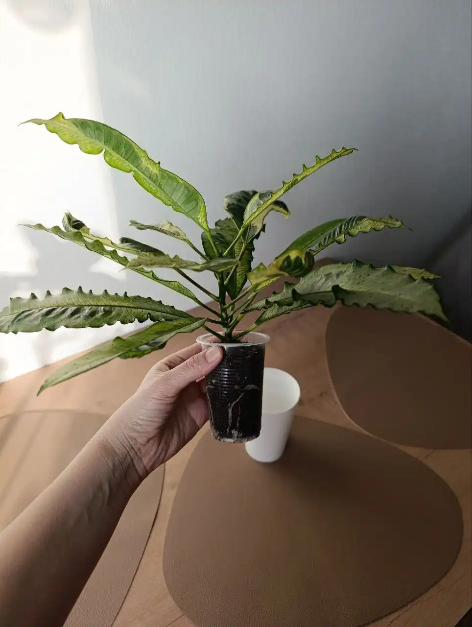 Кротон Тамара комнатное растение - Комнатные растения (Хобби и отдых) в Красноярск