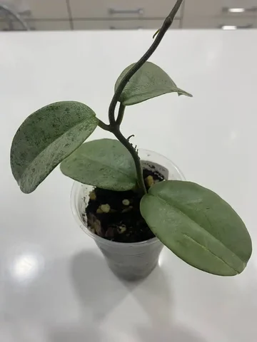 Хойя Грей хост - Женская одежда в Красноярск