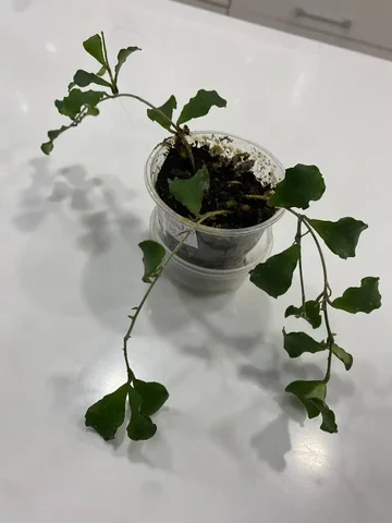 Хойя Каньякумариана - Комнатные растения в Красноярск