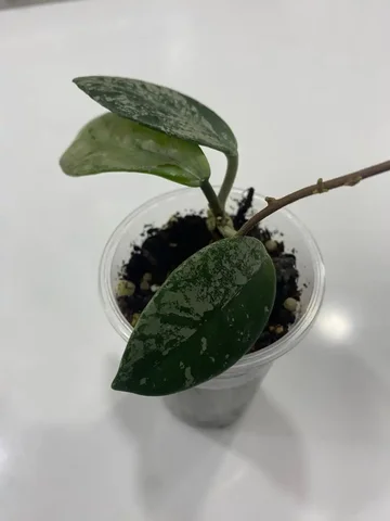 Хойя Вилбур грейвс - Комнатные растения в Красноярск