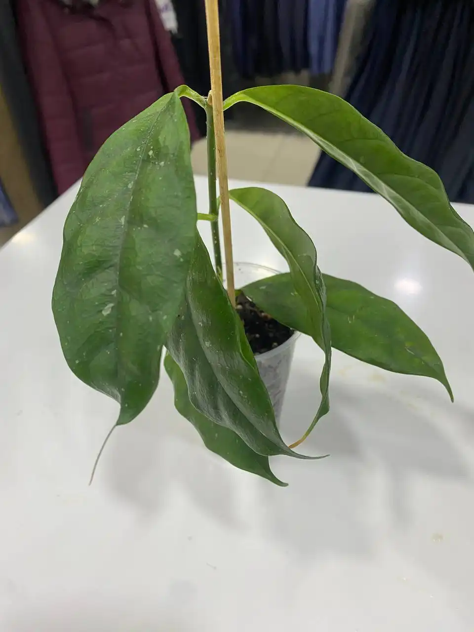 Хойя Кампанулата комнатное растение - Комнатные растения (Хобби и отдых) в Красноярск