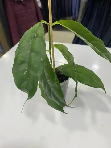 Хойя Кампанулата комнатное растение - Комнатные растения в Красноярск