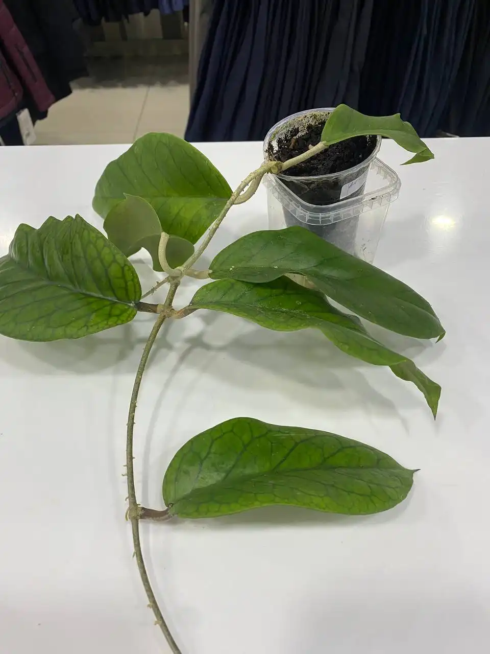 Хойя Ан-32 комнатное растение - Комнатные растения (Хобби и отдых) в Красноярск