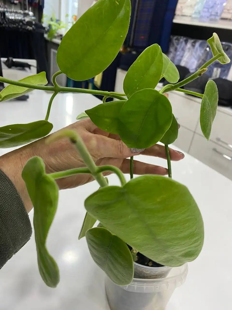 Хойя Лаутербаха - Комнатные растения (Хобби и отдых) в Красноярск