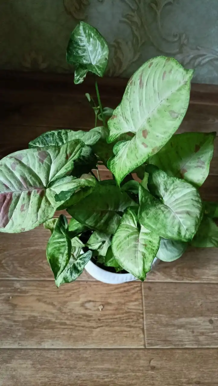 Сингониумы Конфетти триколор и Золотая Венеция - Комнатные растения (Хобби и отдых) в Красноярск