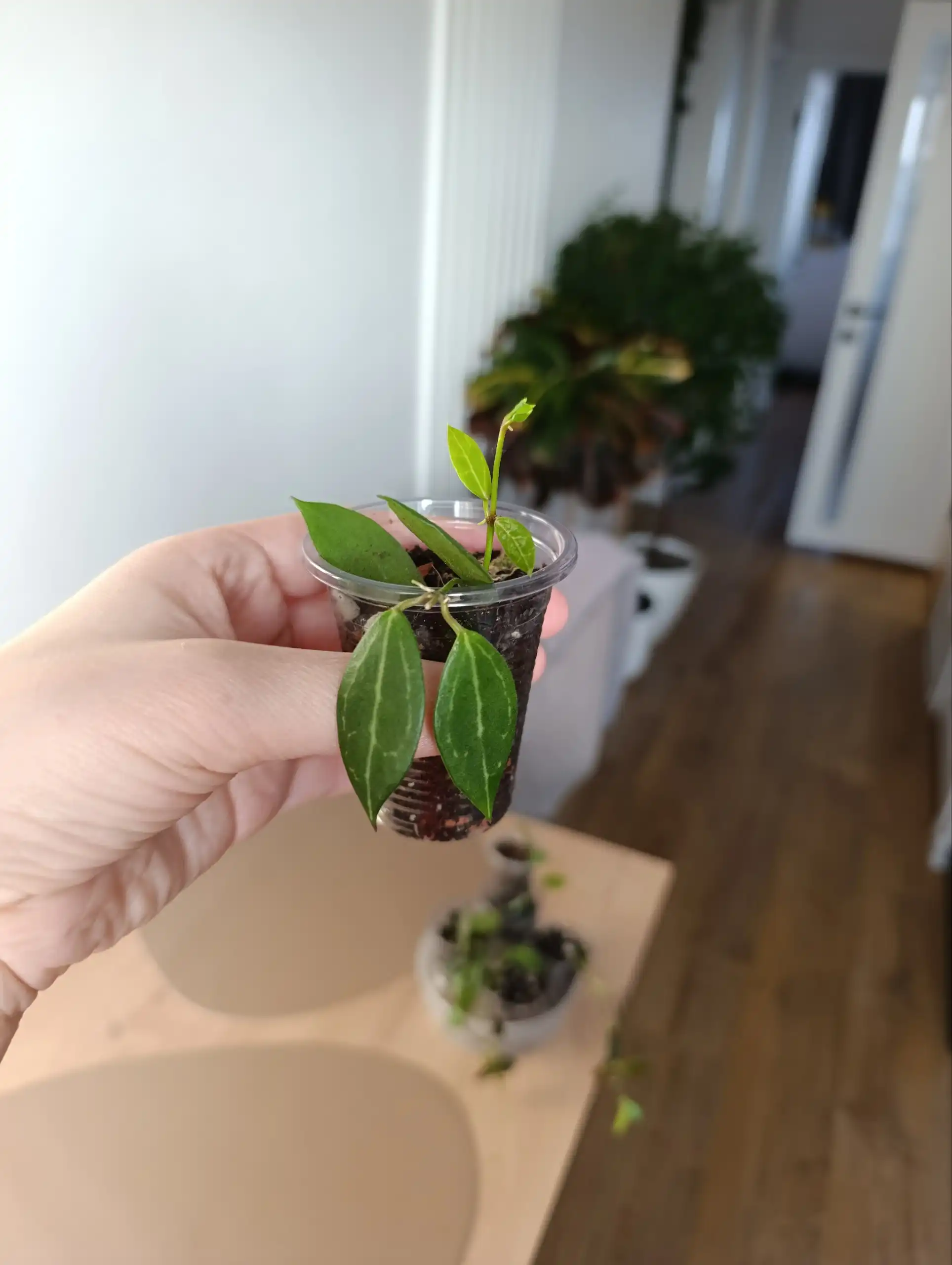 Продажа комнатных растений: Дисхидия Гибридная и Хойя Ир-26 - Комнатные растения (Хобби и отдых) в Красноярск