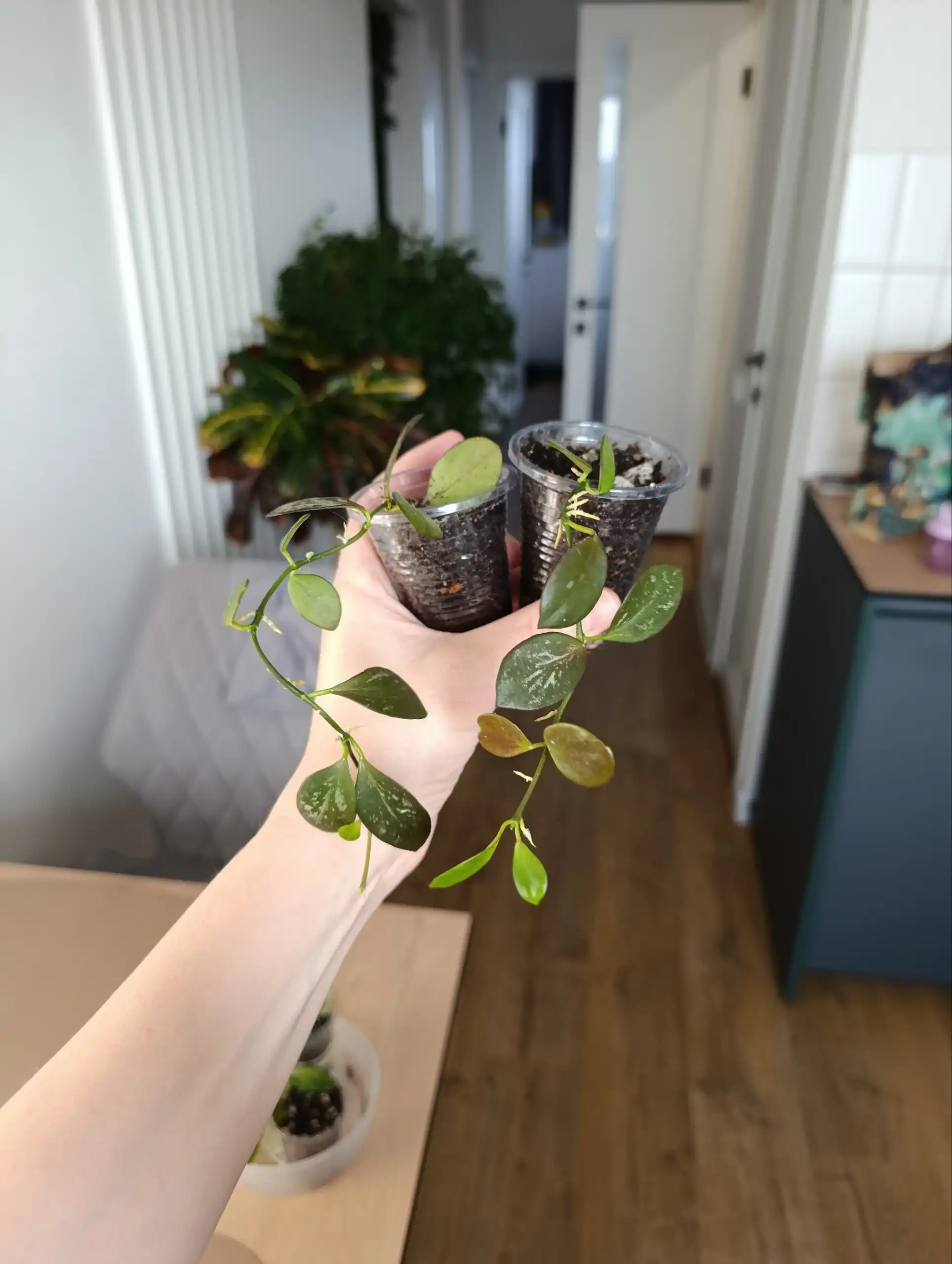 Продажа комнатных растений: Дисхидия Гибридная и Хойя Ир-26 - Комнатные растения (Хобби и отдых) в Красноярск