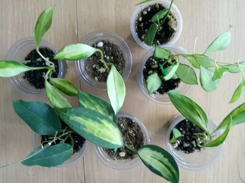 Продажа комнатных растений: хойи и дисхидии - Комнатные растения в Красноярск