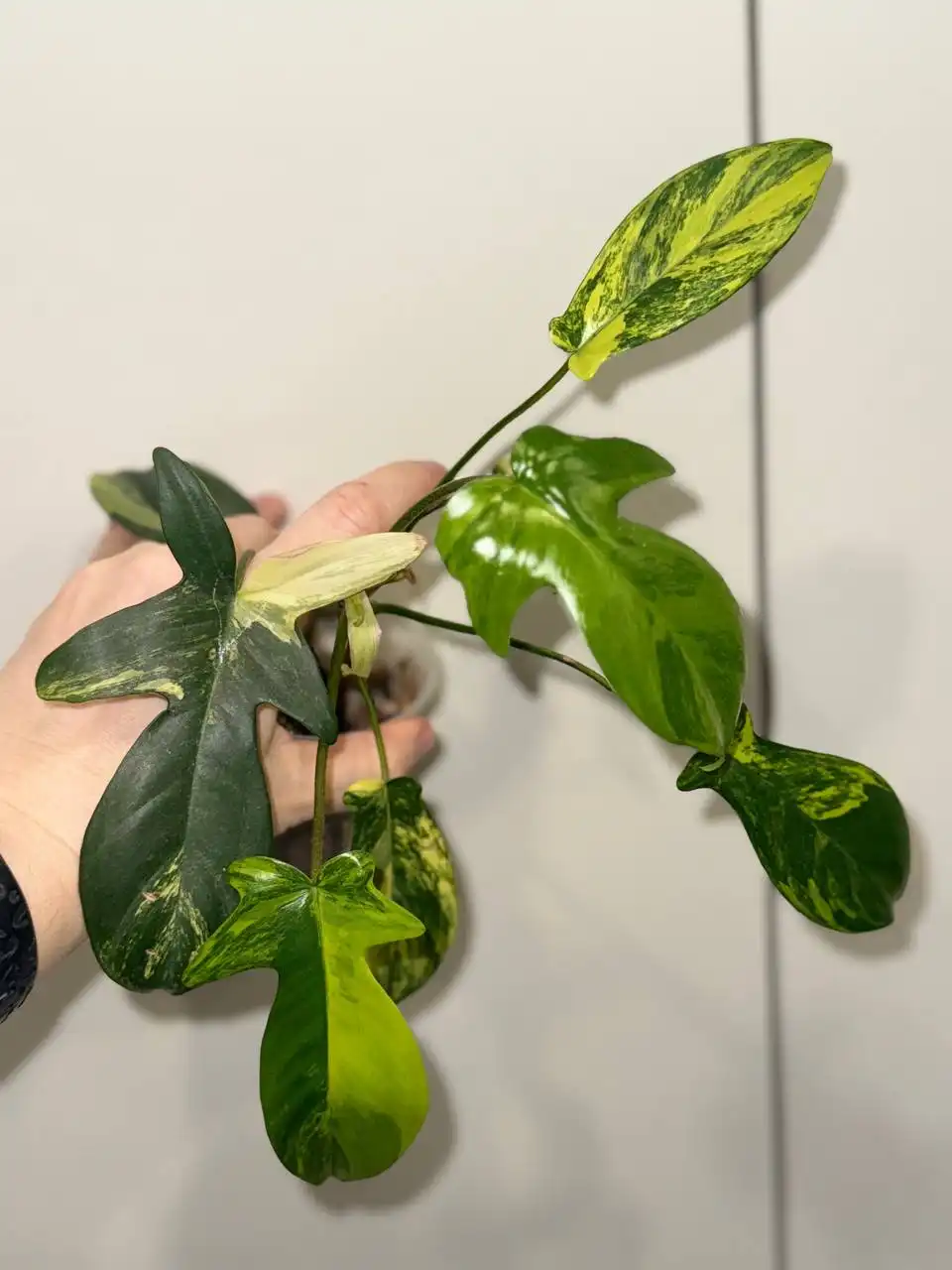 Филодендрон маска вар (Philodendron squamiferum*pedatum cv albovariegata) - Комнатные растения (Хобби и отдых) в Сосновоборск