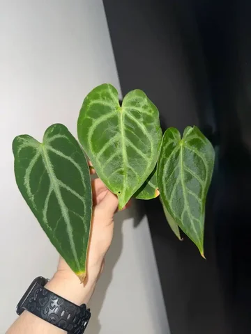 Гибрид Anthurium magnificum 'silver' x Anth regale на укоренении - Комнатные растения в Красноярск