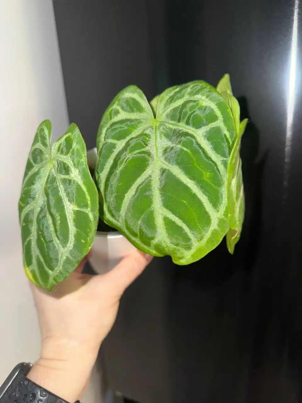 Продажа антуриумов разных сортов - Растения (Хобби и отдых) в Красноярск