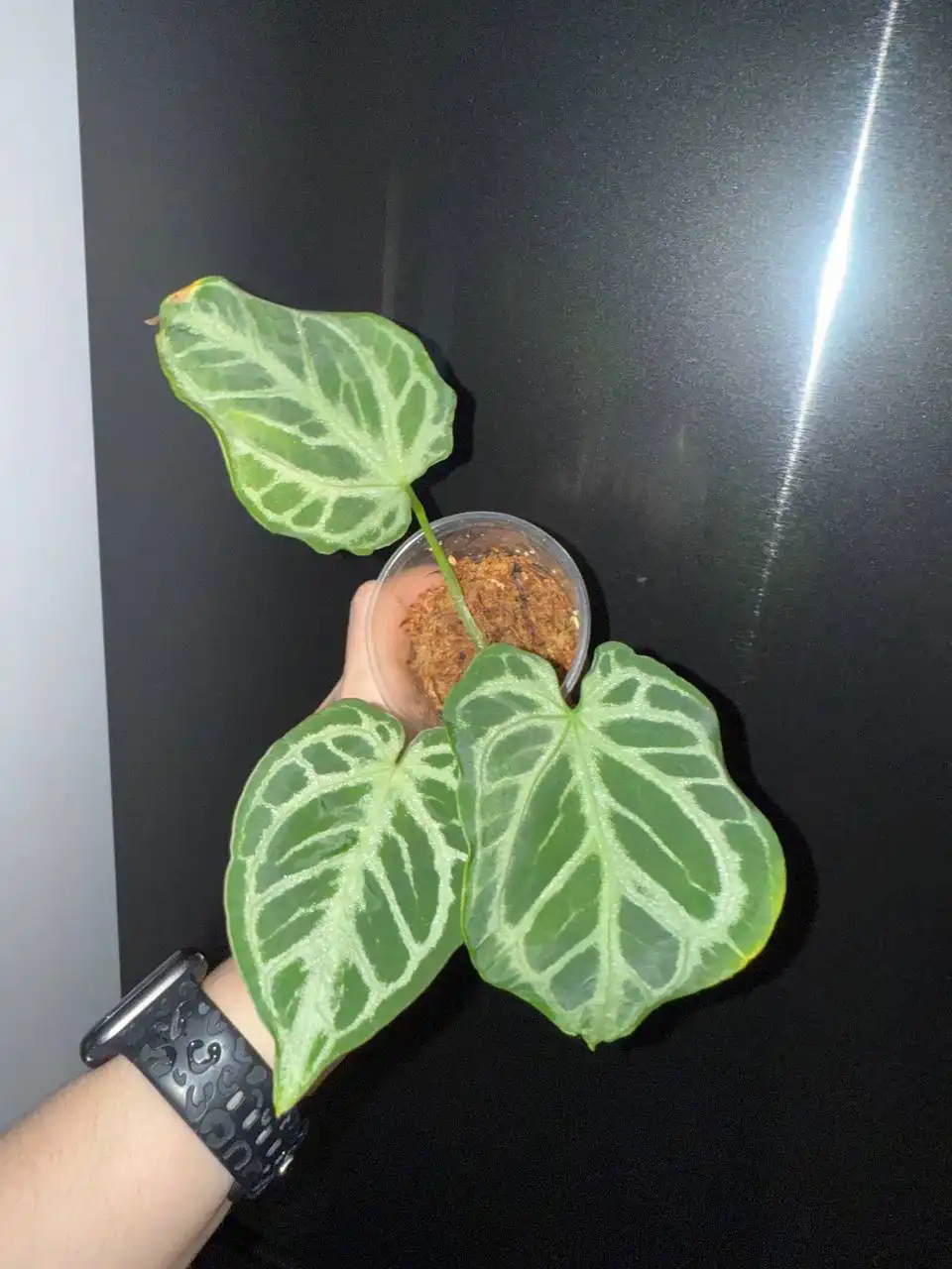 Продажа антуриумов разных сортов - Растения (Хобби и отдых) в Красноярск