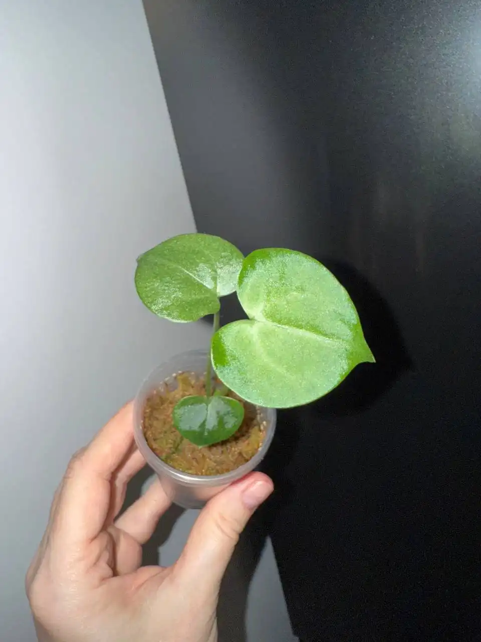 Продажа антуриумов разных сортов - Растения (Хобби и отдых) в Красноярск