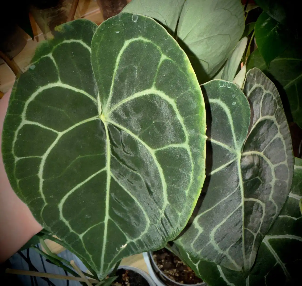 Продажа антуриумов разных сортов - Растения (Хобби и отдых) в Красноярск