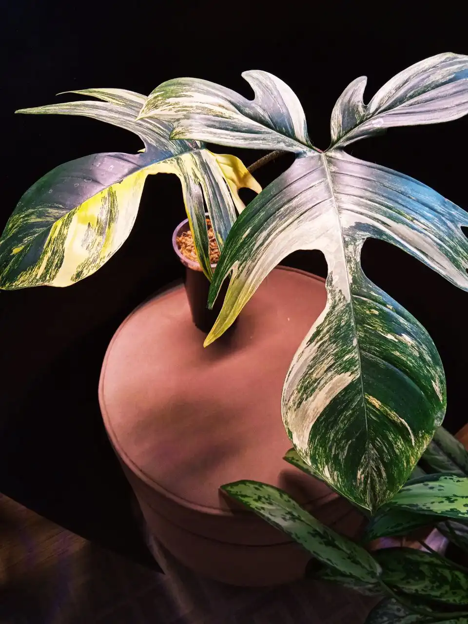 Филодендрон Мэджик Маск с листом 25 см - Комнатные растения (Хобби и отдых) в Красноярск