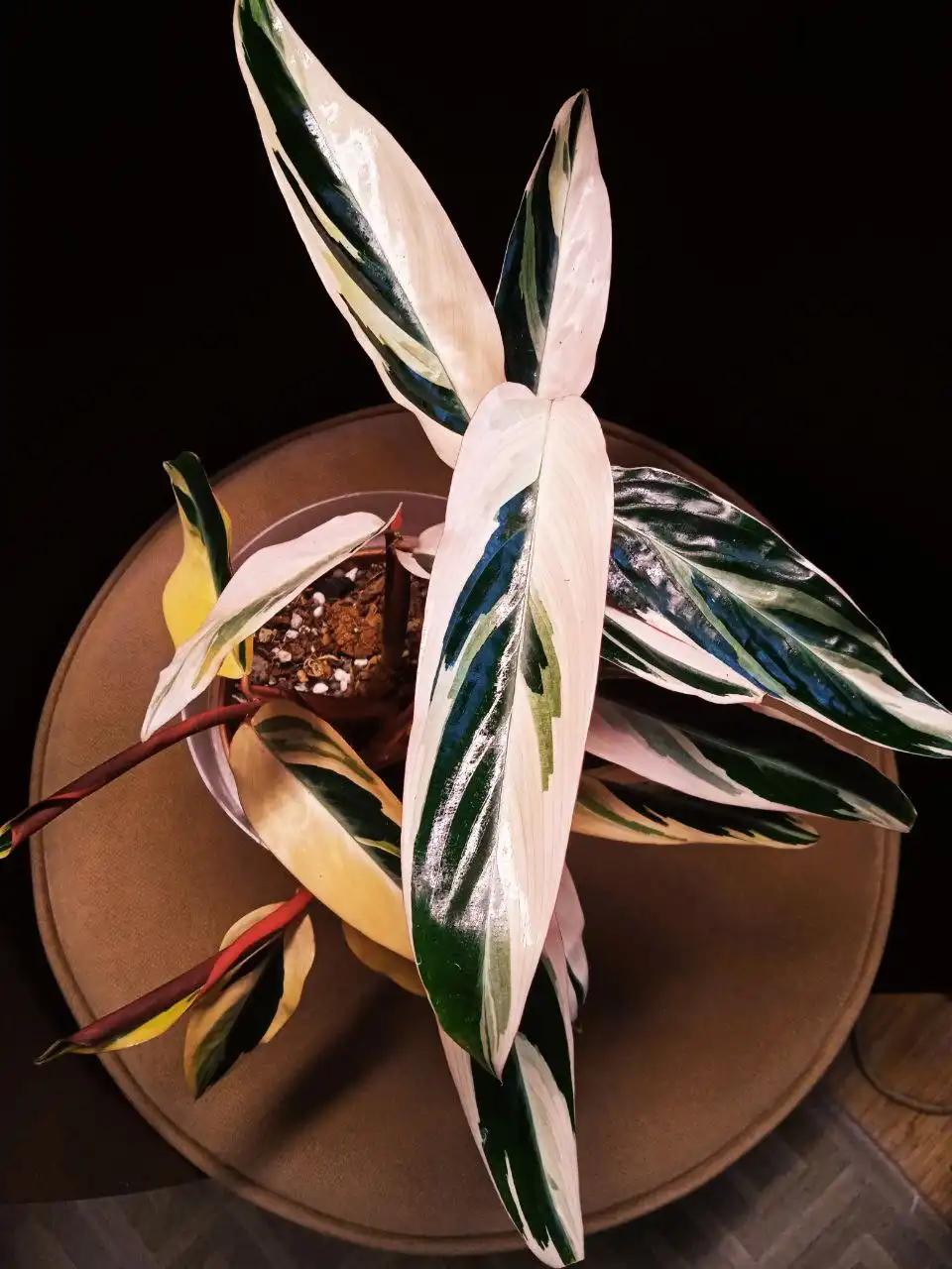 Строманта комнатное растение 7 ростов - Комнатные растения (Для дома и дачи) в Красноярск