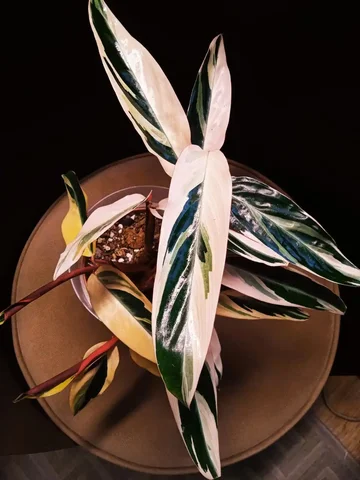 Строманта комнатное растение 7 ростов - Бытовая техника в Красноярск