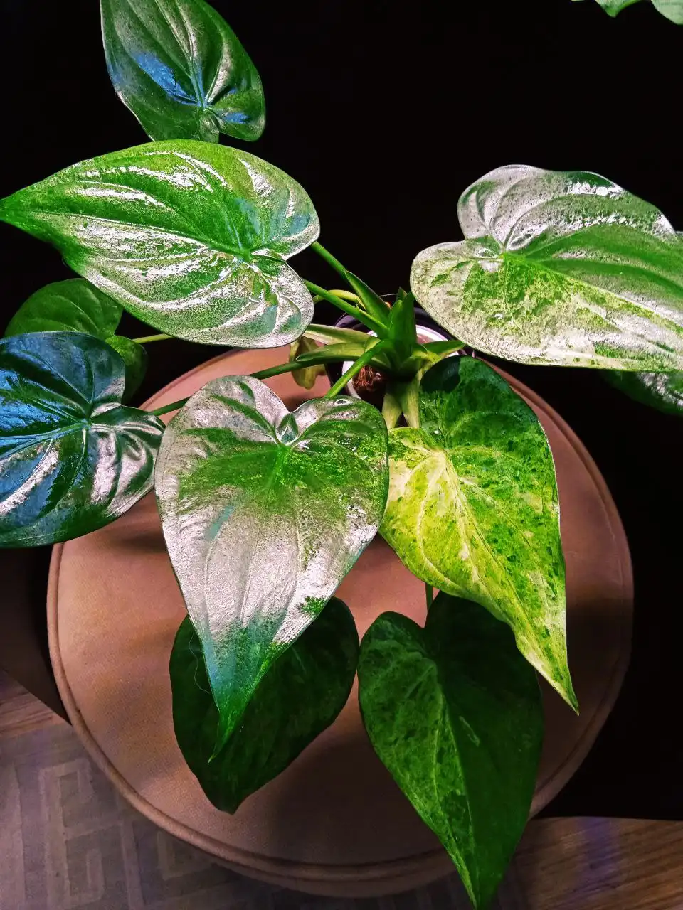 Алоказия кукулата вар. взрослое растение - Комнатные растения (Хобби и отдых) в Красноярск
