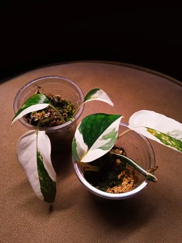 Детки растения Эпипремнум Pinnatum Albo вариегатный - Велосипеды в Красноярск