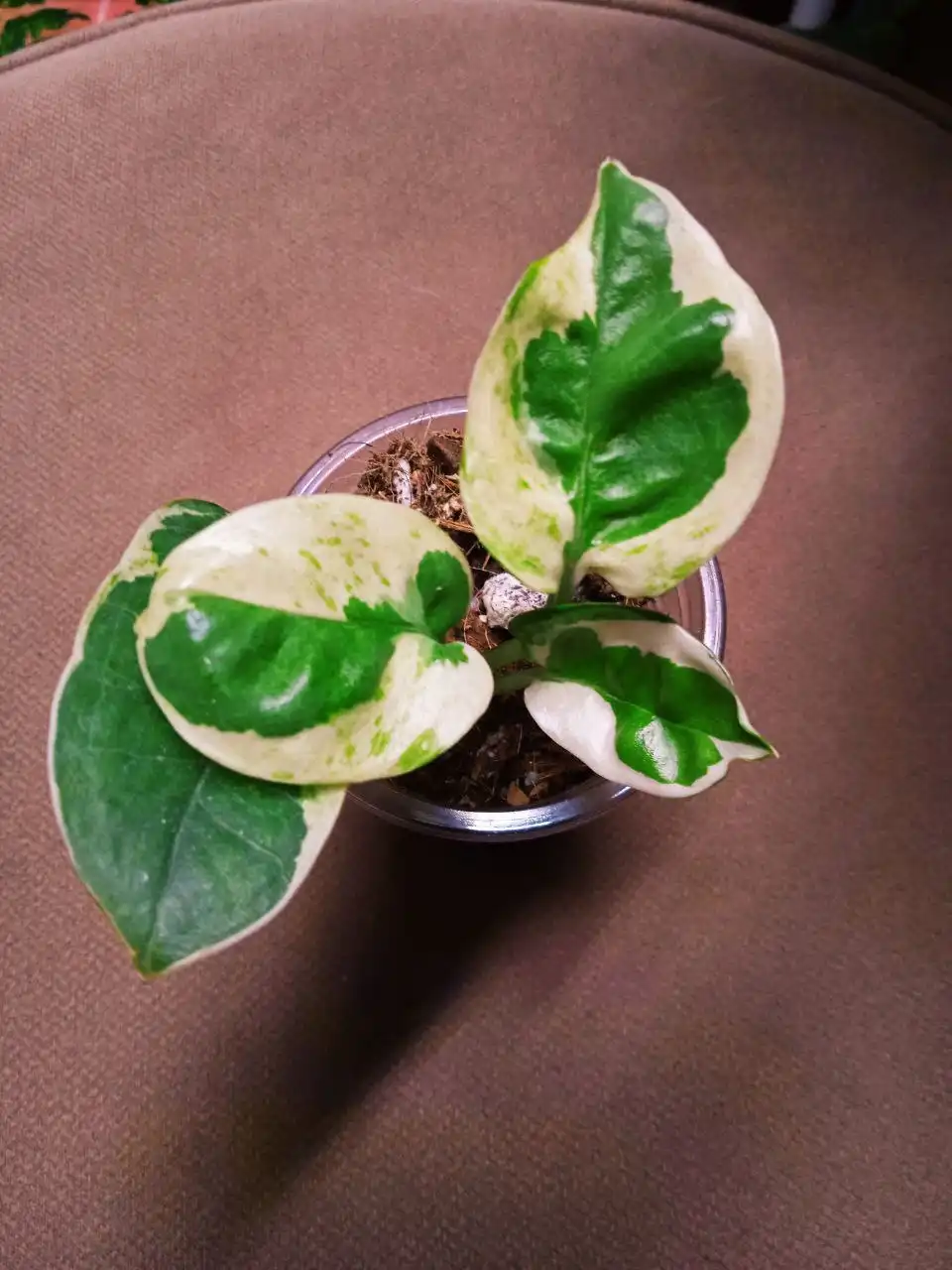 Эпипремнум Aureum big leaf (детки) - Комнатные растения (Хобби и отдых) в Красноярск