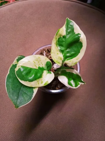 Эпипремнум Aureum big leaf (детки) - Велосипеды в Красноярск