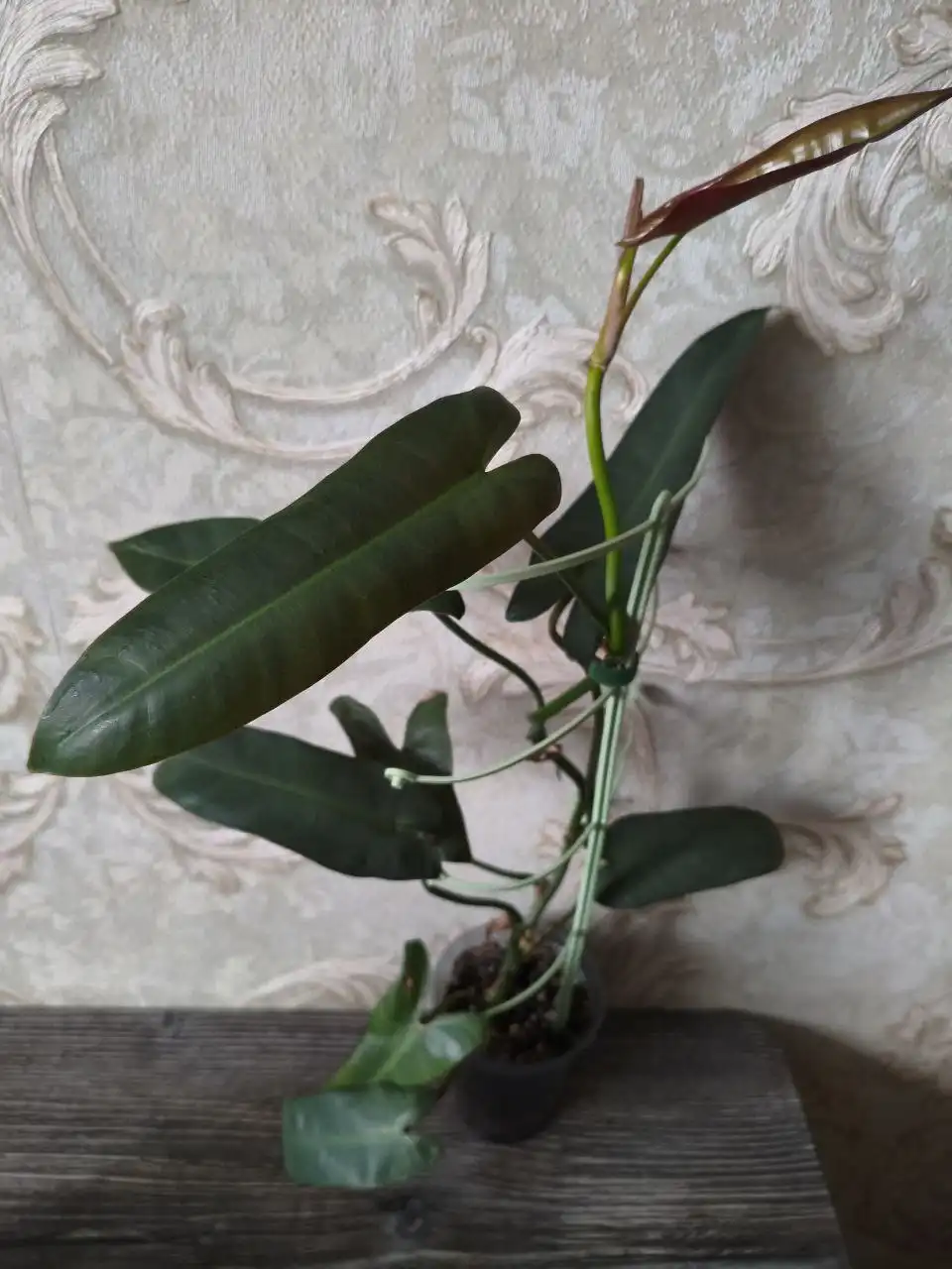 Филодендрон без опоры - Комнатные растения (Хобби и отдых) в Красноярск