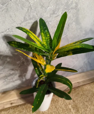 Кротон комнатное растение - Велосипеды в Красноярск