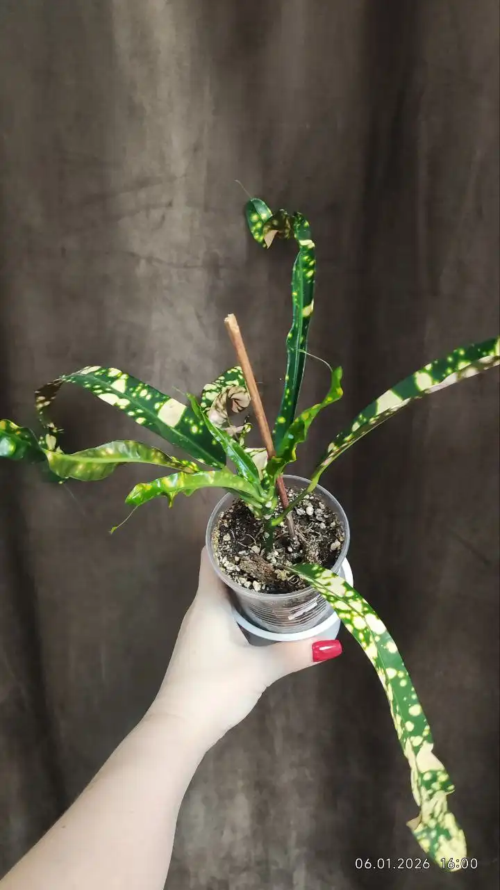 Кротон Король Сиама - Комнатные растения (Для дома и дачи) в Красноярск