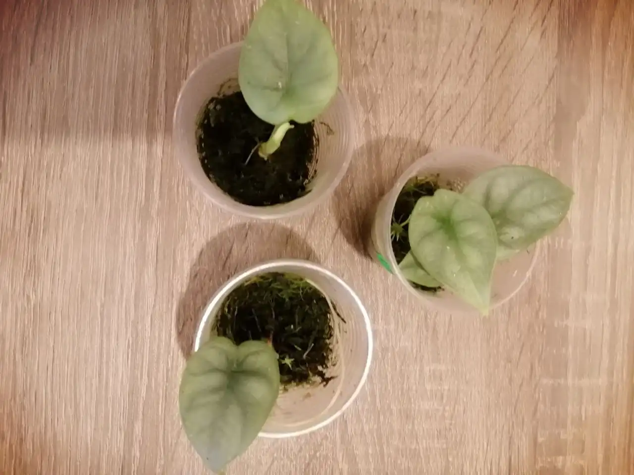 Алоказия Серебряный дракон - Комнатные растения (Хобби и отдых) в Красноярск